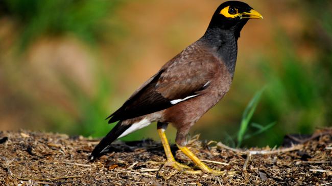 Common Indian mynas for Don's On the Wing column for TasWeekend.