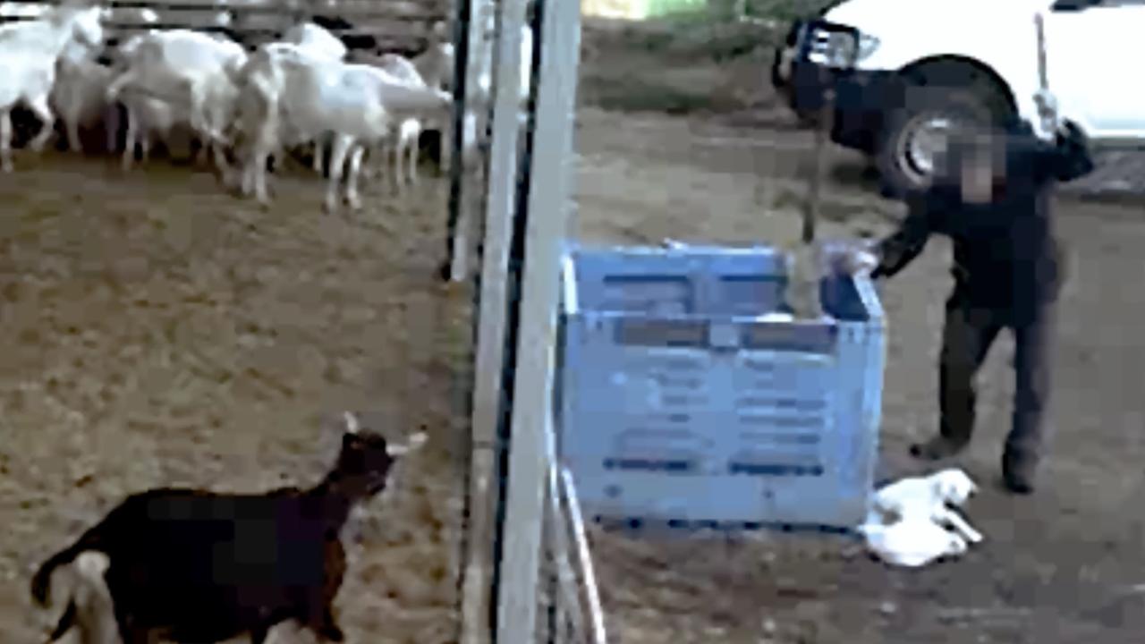 A mother goat rushes to the fence as her newborn is bludgeoned to death.