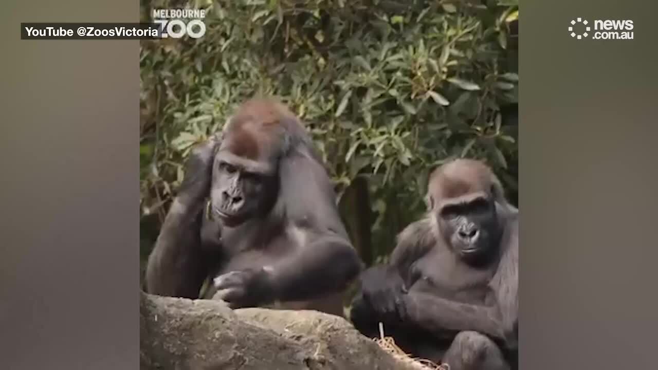 Beloved gorilla dies at Australian Zoo