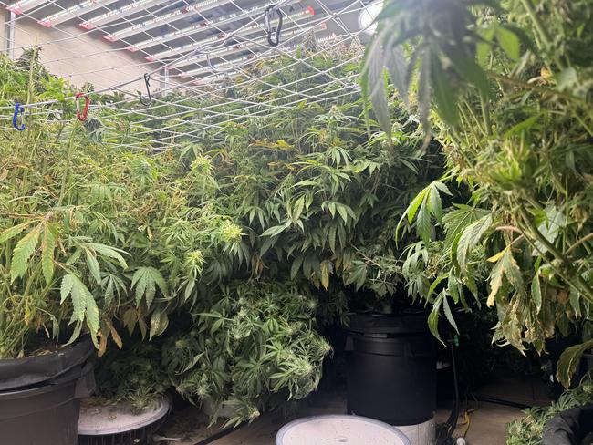 The 70-year-old Mawson Lakes man was reported after detectives found a cannabis crop at Mawson Lakes property. Picture: File