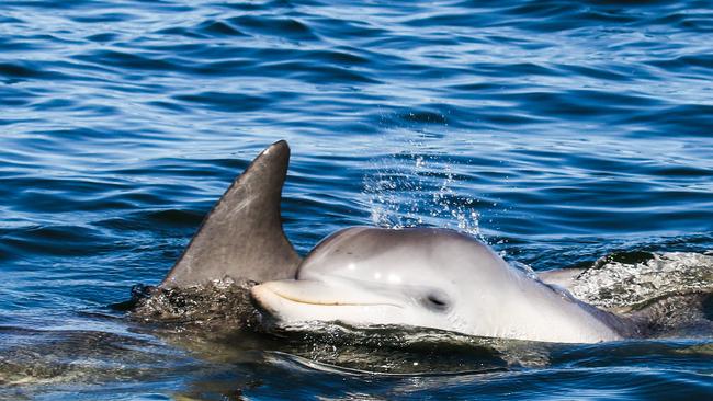 Mum Sparkle with calf Ruby, whose body has since been recovered from the Port River. Picture: Marianna Boorman