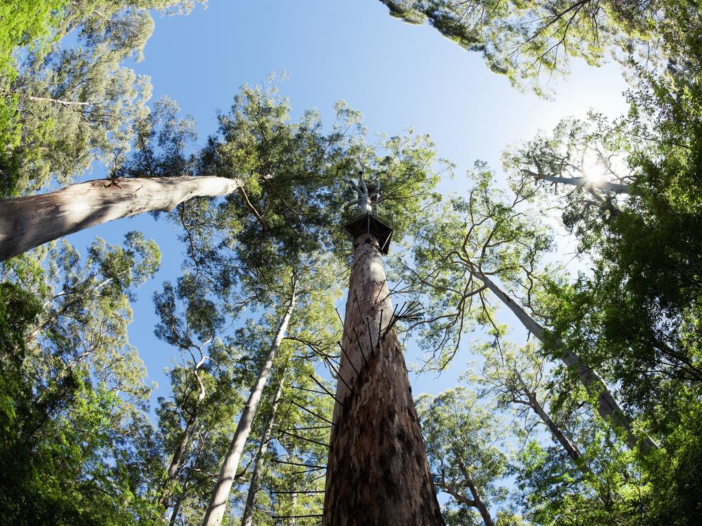 <h2>GET BACK TO NATURE IN PEMBERTON</h2> If you want to get back to nature, spend a weekend in <a href="http://www.pembertonvisitor.com.au/" target="_blank">Pemberton,</a> located just 3 hours and 45 minutes-drive south of Perth in the heart of karri tree country. Climb the world’s tallest <a href="https://parks.dpaw.wa.gov.au/site/gloucester-tree" target="_blank">fire lookout tree </a>or hike the Bibbulmun track. Go off-road and explore the forests or gaze in awe at the white-sand mountains of Yeagarup Dunes. At the end of the day, you’ll find plenty of options to satisfy your tastebuds with Pemberton’s array of gourmet produce stores and cellar doors.