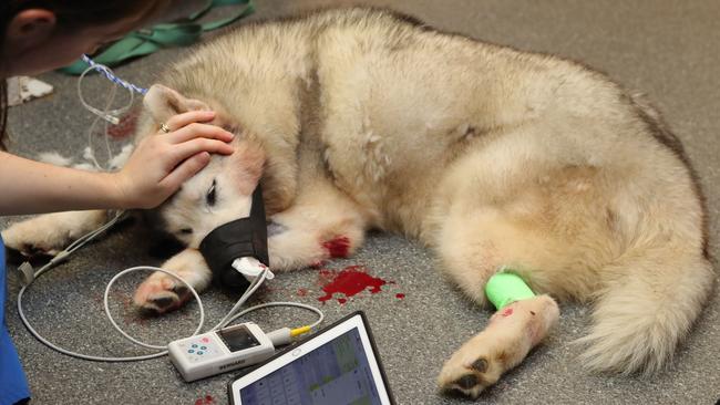 Mikaila Carsburg tends to Angel the Husky. Picture Glenn Hampson