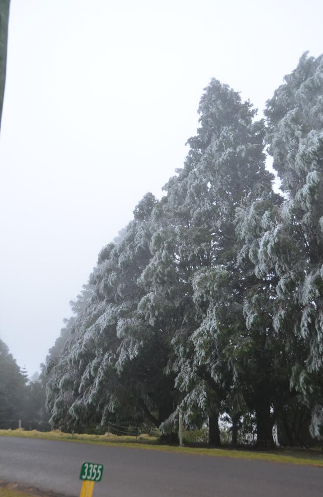 Some of the trees looked like giant Christmas trees under the frost. Photo Barclay White / South Burnett Times