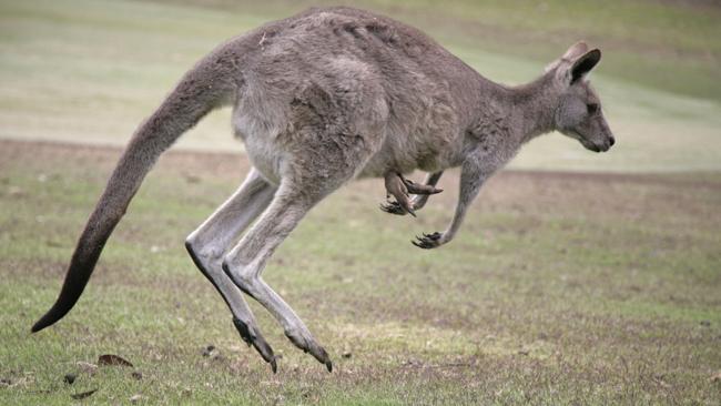 A rampaging kangaroo swims in pool, breaks into man’s house | news.com ...