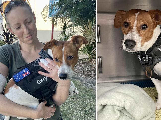 Vicious dog destroyed after Gary the Jack Russell attacked on beach