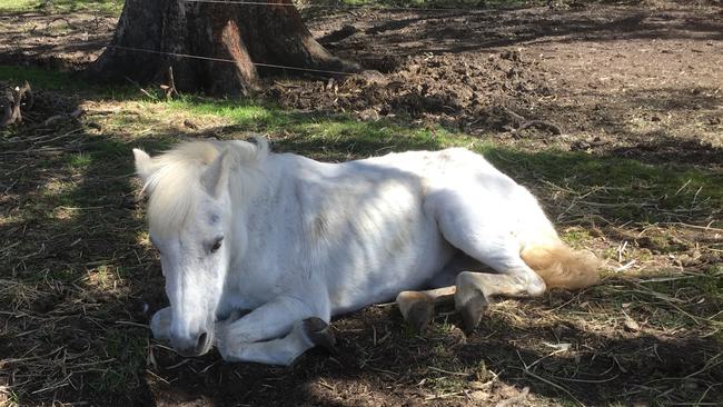 Happy the pony who was discovered with severely damaged hoofs. Picture: RSPCA.