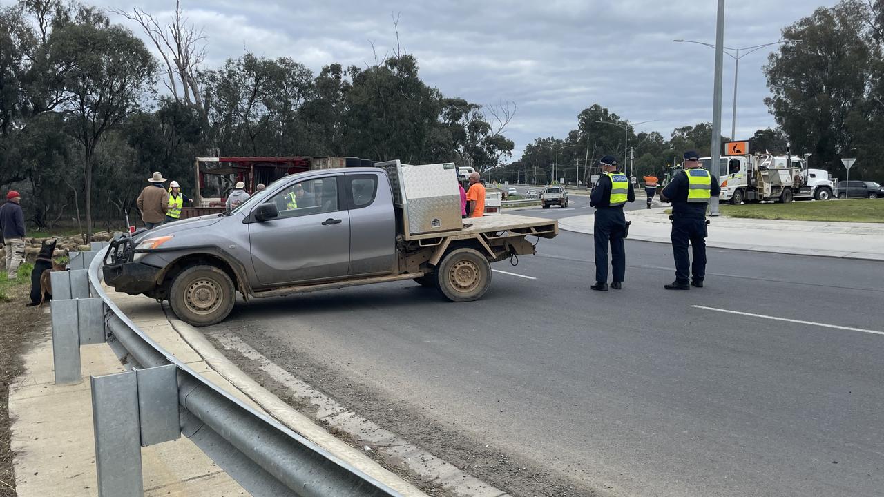 Dozens of sheep escape following truck roll over on near roundabout on ...