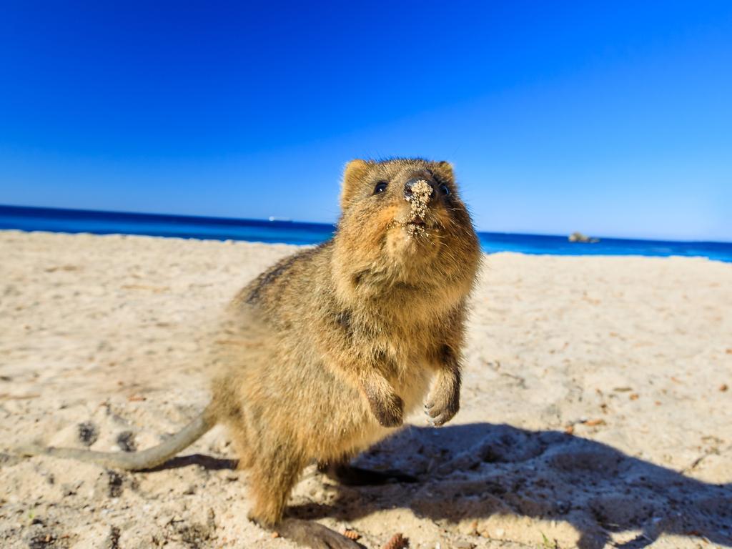 Rottnest Island attracts around 770,000 visitors each year. Picture: iStock