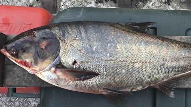 FILE- This June 22, 2017, file photo provided by the Illinois Department of Natural Resources shows a silver carp that was caught in the Illinois Waterway below T.J. O'Brien Lock and Dam, approximately nine miles away from Lake Michigan. The Asian Carp Regional Coordinating Committee says an autopsy shows the 4-year-old male silver carp originated in the Illinois/Middle Mississippi watershed. That would suggest the carp somehow evaded three electric barriers 37 miles from the lake. (Illinois Department of Natural Resources via AP, File)