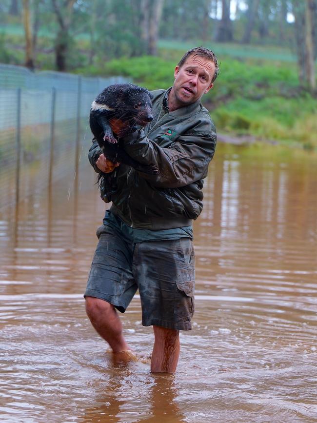 Severe flooding in Tasmania has resulted in animal protection agencies moving Tasmanian devils from at-risk areas. Picture: Aussie Ark/Instagram