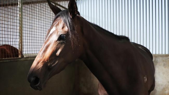 Verry Elleegant at the Chris Waller Stables. Picture: John Feder/ The Daily Telegraph.