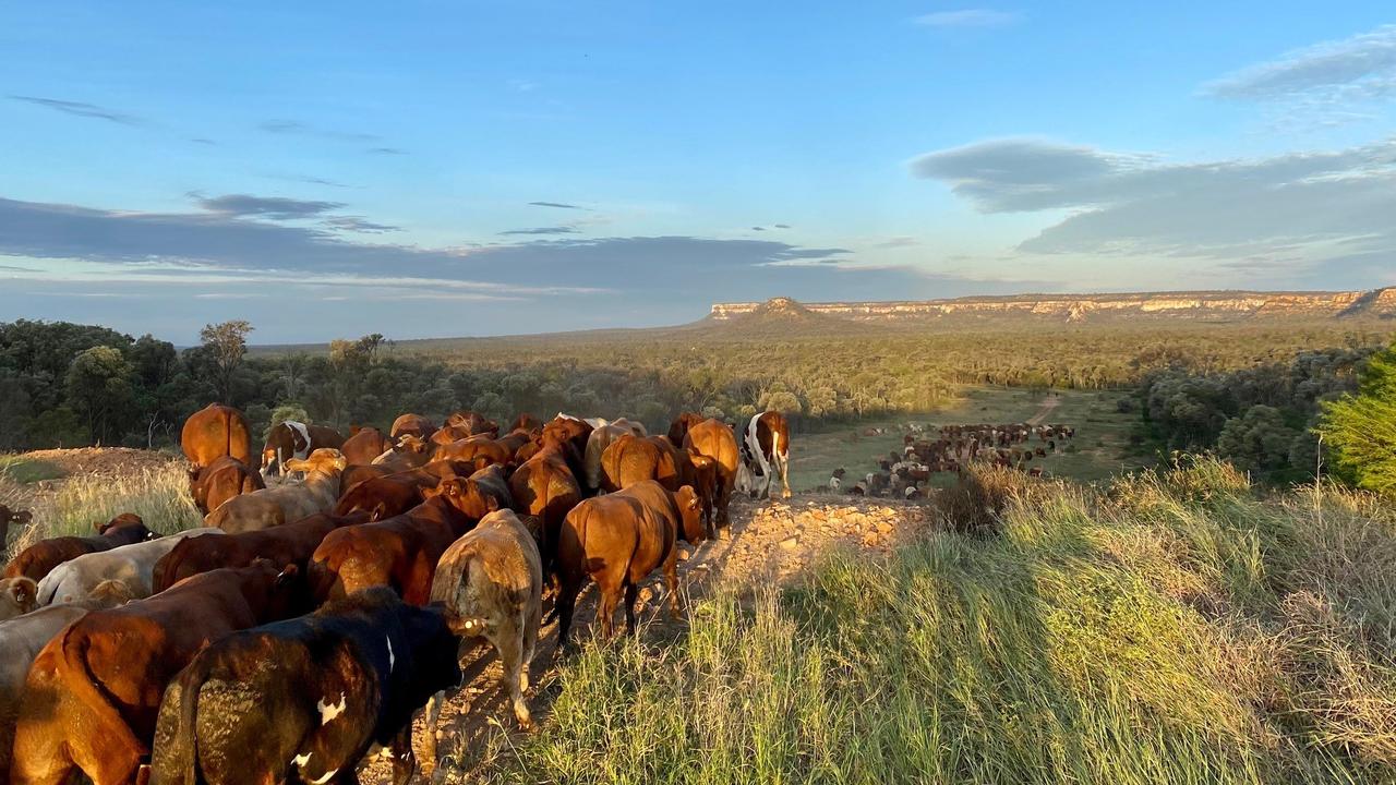 Cattle on the move at Mantuan Downs, central QLD. Photo: North Australian Pastoral Company/NAPCo