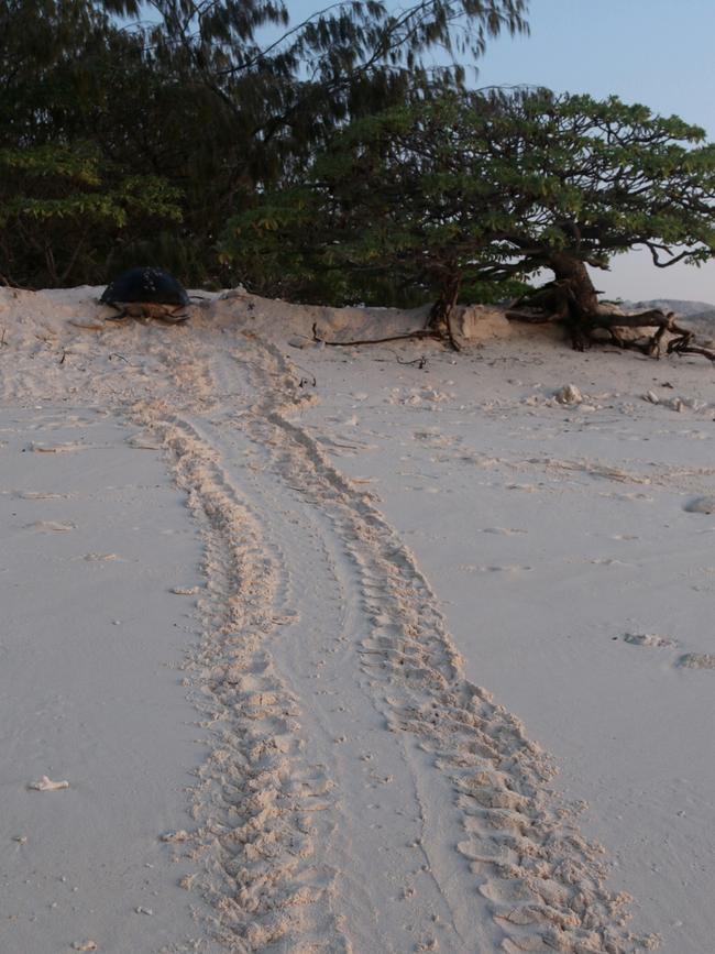 The trail of a green turtle on the beach at Wilson Island, on the southern Great Barrier Reef, coming onto land to lay her eggs. Picture: Janelle Miles