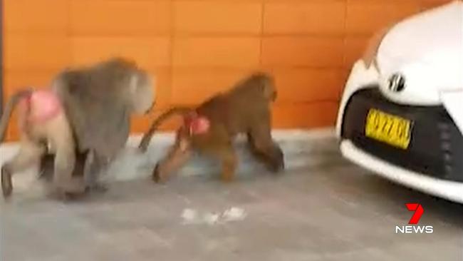 Three baboons escaped from Sydney’s RPA Hospital in February. Picture: Seven News