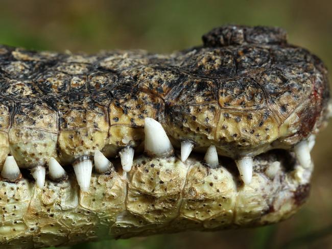 Saltwater crocodile teeth. *Fangs, scales, alligator, saltie, salty*