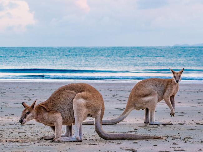 The wallabies are a popular attraction at Cape Hillsborough, north of Mackay. Picture: Chrissie Lee