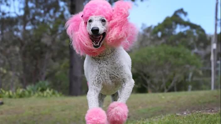 Coco best sale poodle dog