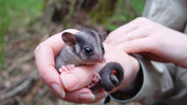 The Allan Government signed off on a recovery plan for the Leadbeater's possum in May, which locks it into creating the Great Forest National Park.