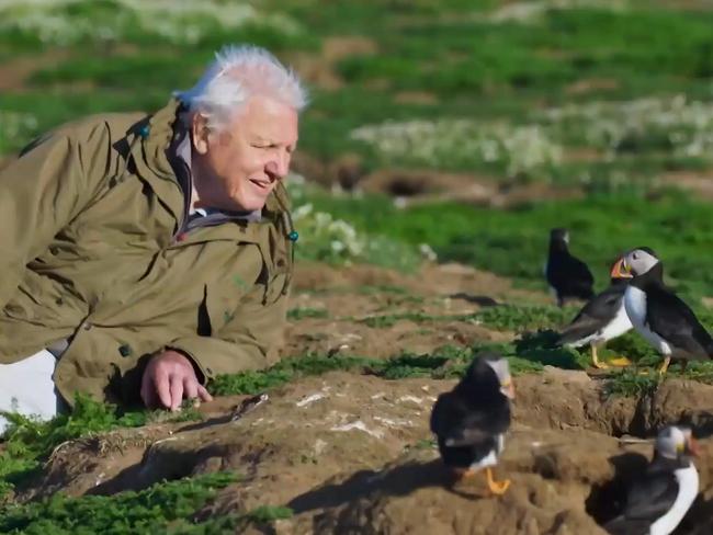 David Attenborough from his new show Wild Isles Picture: BBC