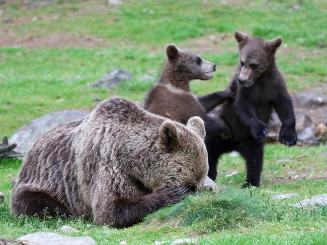 Mum just can’t bear the kids’ noise anymore. Picture: Melissa Nolan/Barcroft Images