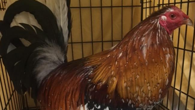 Cairns Home In Rspca Statewide Raid Targeting Illegal Cockfighting The Cairns Post 