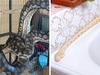 Woman reunited with dumped pet pythons