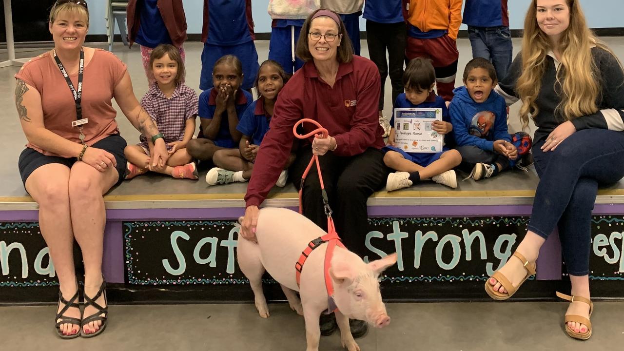 Penelope the Pig graduated from Sadadeen Primary School, Alice Springs, with near perfect attendance.