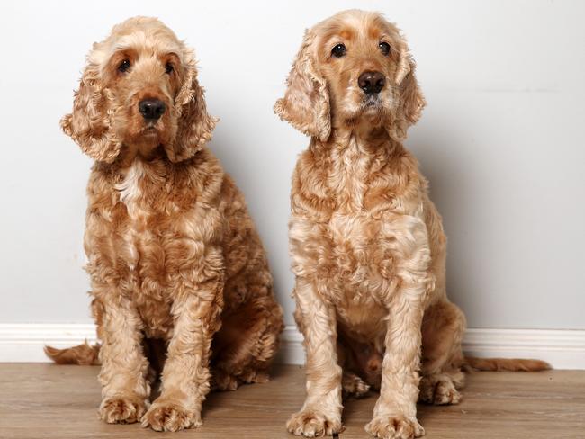 <b>Angus and Hamish:</b> We bought these two English cocker spaniels as soon as we settled on the house. We are crazy, mad dog people and they are a massive part of our lives.