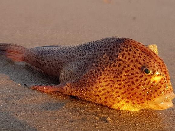 Rare ‘walking fish’ accidentally visit Hobart beach