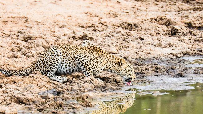 Thirsty work ... A female leopard keeps herself hydrated. Picture: Robert Irwin