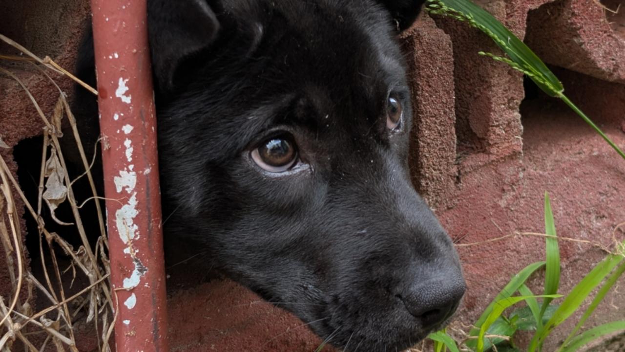 Hero firefighters free trapped puppy Lulu