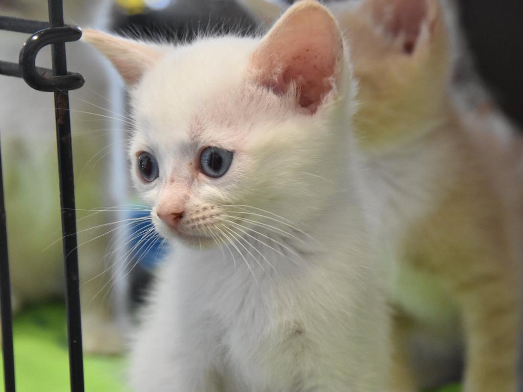 An armed robber tied a woman up and asked her where the cats were at a lost dogs’ home in Cranbourne West overnight.