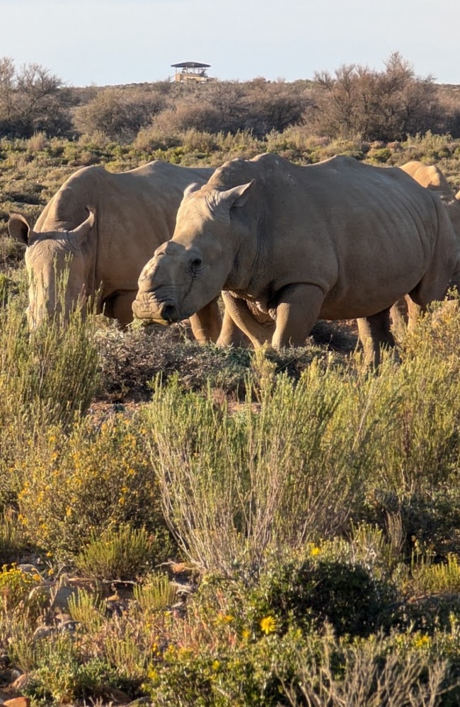 A pregnant female rhino was also injured during the shocking incident, but she miraculously survived and eventually gave birth to a boy. Picture: News.com.au