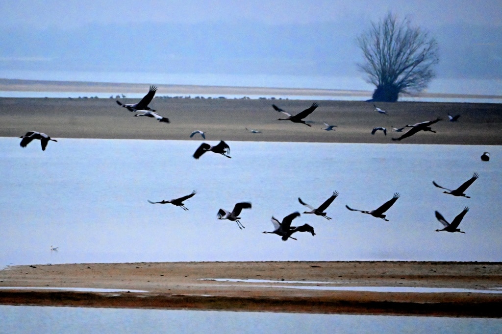 Global warming makes French reservoir a winter resort for migrating cranes