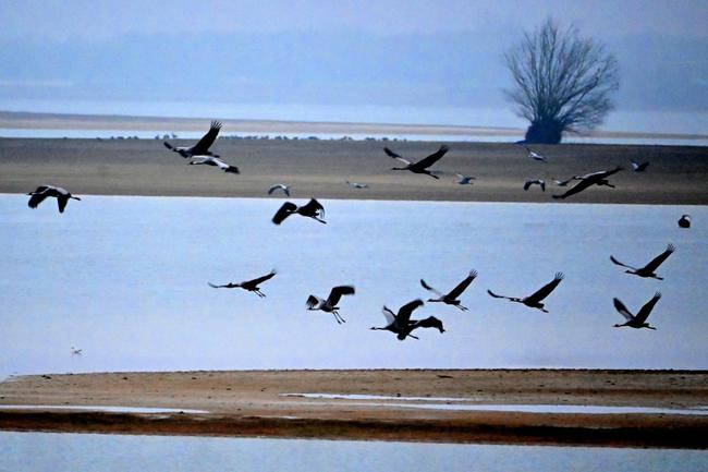 The hordes of cranes that now spend the winter on an artificial lake in France's champagne region used to fly between Scandinavia and North Africa