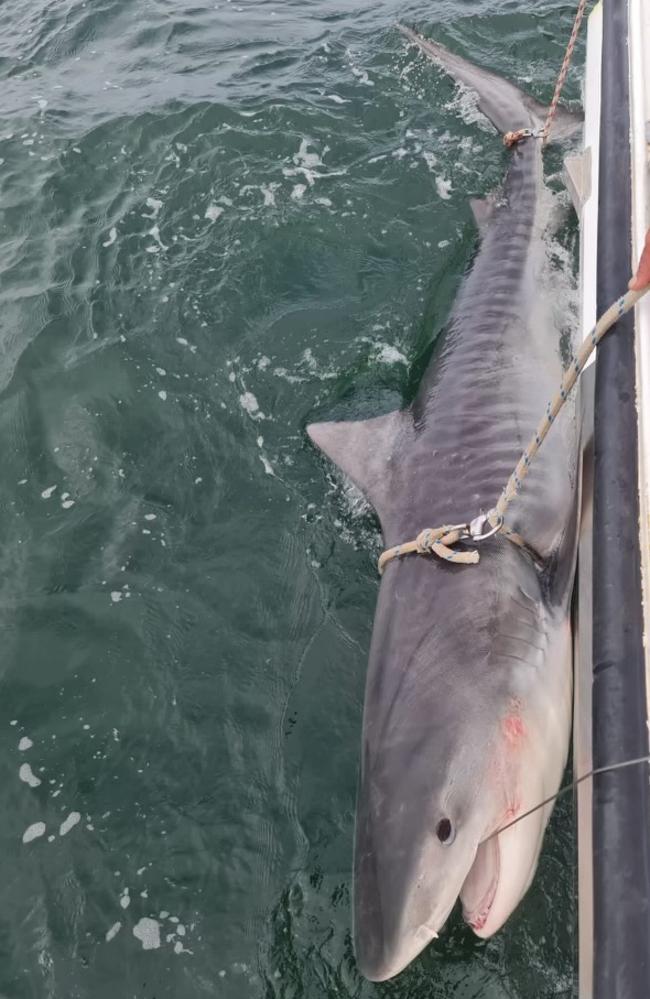 Tiger sharks are commonly caught off Australia’s east coast.