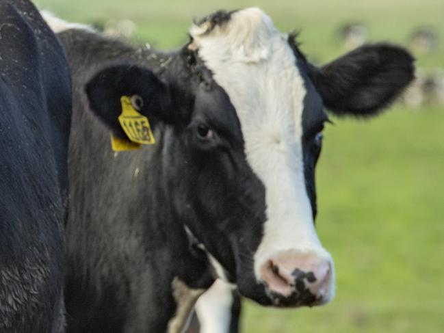 FOCUS: DAIRY Peter and Marnie Kerr Peter and Marnie Kerr run the new focus farm for WestVic Dairy. PICTURED: Peter and Marnie Kerr's dairy farmPICTURE: ZOE PHILLIPS