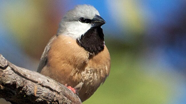 The endangered black-throated finch.