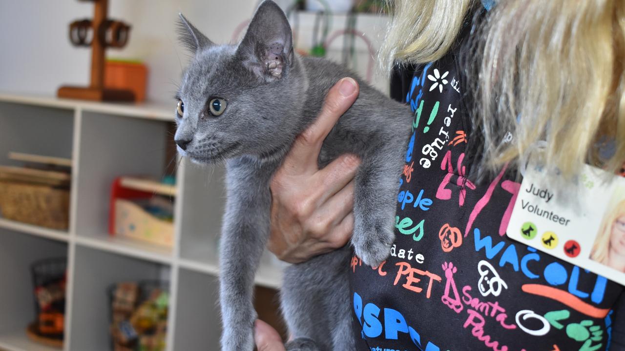 RSPCA volunteers and kittens visit Rosemont Cottage in Toowoomba to teach kids about how to care for animals.