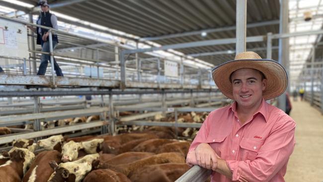 Elders Albury livestock manager Brett Shea with some of the Tarabah Livestock Company steers from Holbrook NSW, which made $506-$700, weighing 230-290kg, or 226-243c/kg liveweight at the Wodonga store cattle sale.