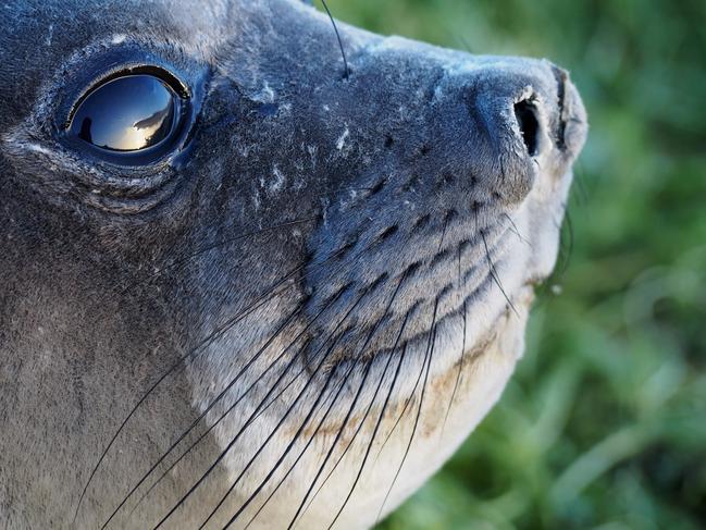 Southern elephant seal, one of the many creatures that call Antarctica home. Picture: Mary-Anne Lea