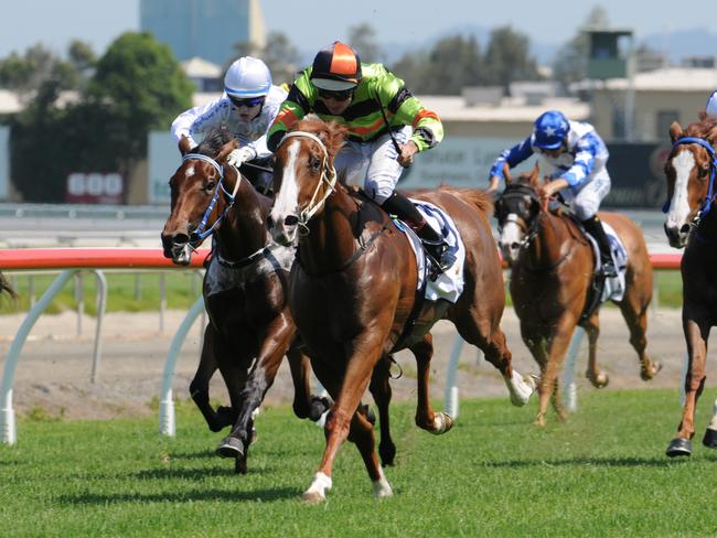 Starante wins race two at the Gold Coast. Pictures: Trackside Photography.