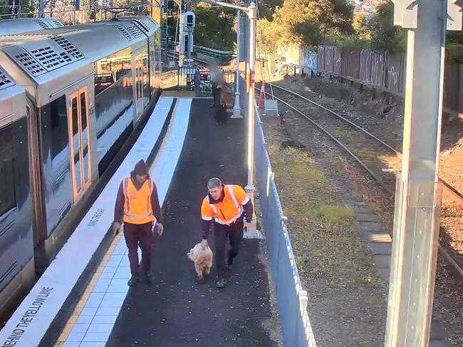 It was a paw-esome adventure through Sydney’s train tunnels and Harbor Bridge.