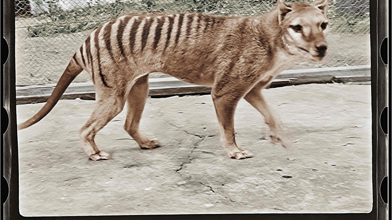 Scientists Are Working to De-Extinct the Tasmanian Tiger