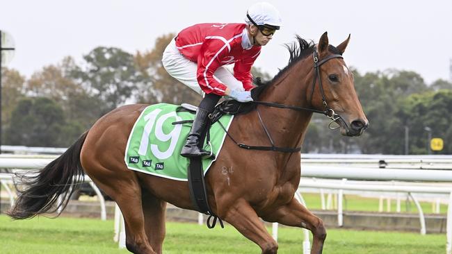 Queen Of A Hand, pictured at Warwick Farm when trained by John O'Shea and Tom Charlton, has proven a canny purchase for Glen Milligan. Picture: Bradley Photos