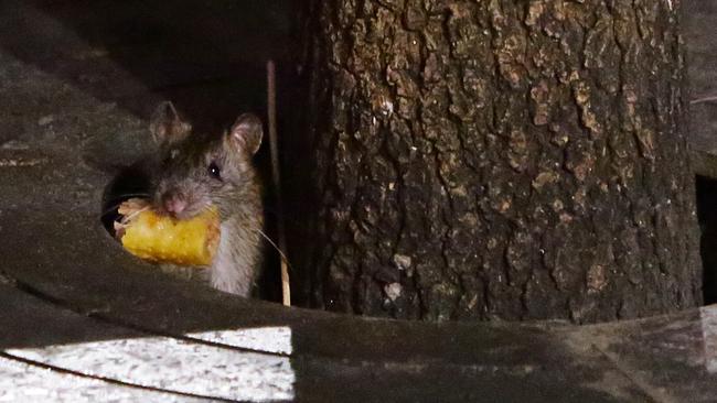 Feasting on ‘gourmet’ scraps thrown in the city’s streets, alleys and dumpsters. Picture: Bill Hearne