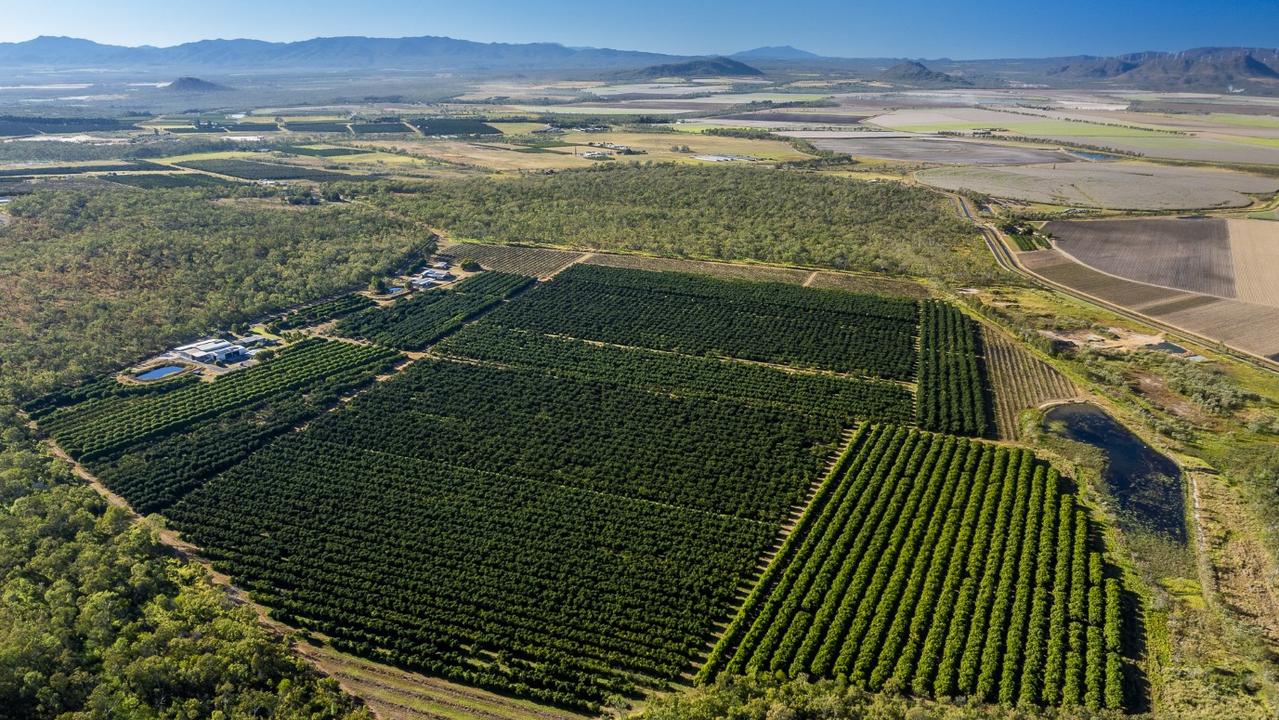 Agent Colliers is marketing three freehold properties in the Mareeba region planted with 98.79ha of Hass and Shepard avocados labelled the “Paddys Green Horticulture Portfolio”