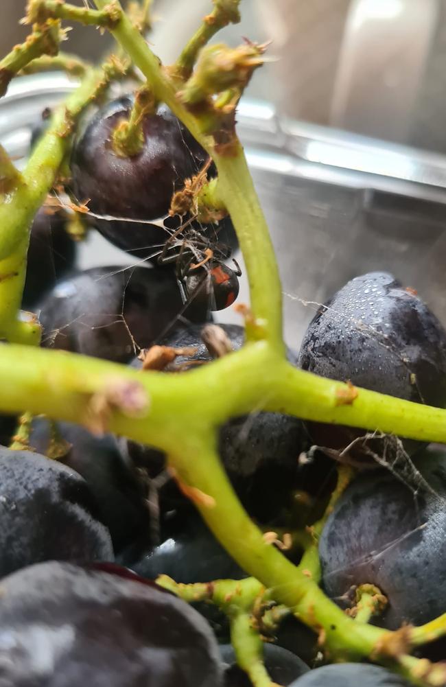 The redback had taken up residence in her grapes. Picture: Facebook