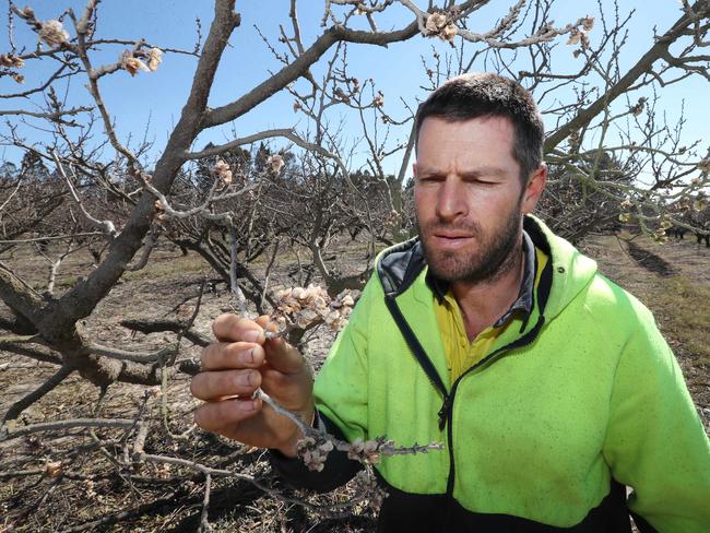 Anthony Giacosa inspects a dead apricot tree. Picture: Annette Dew